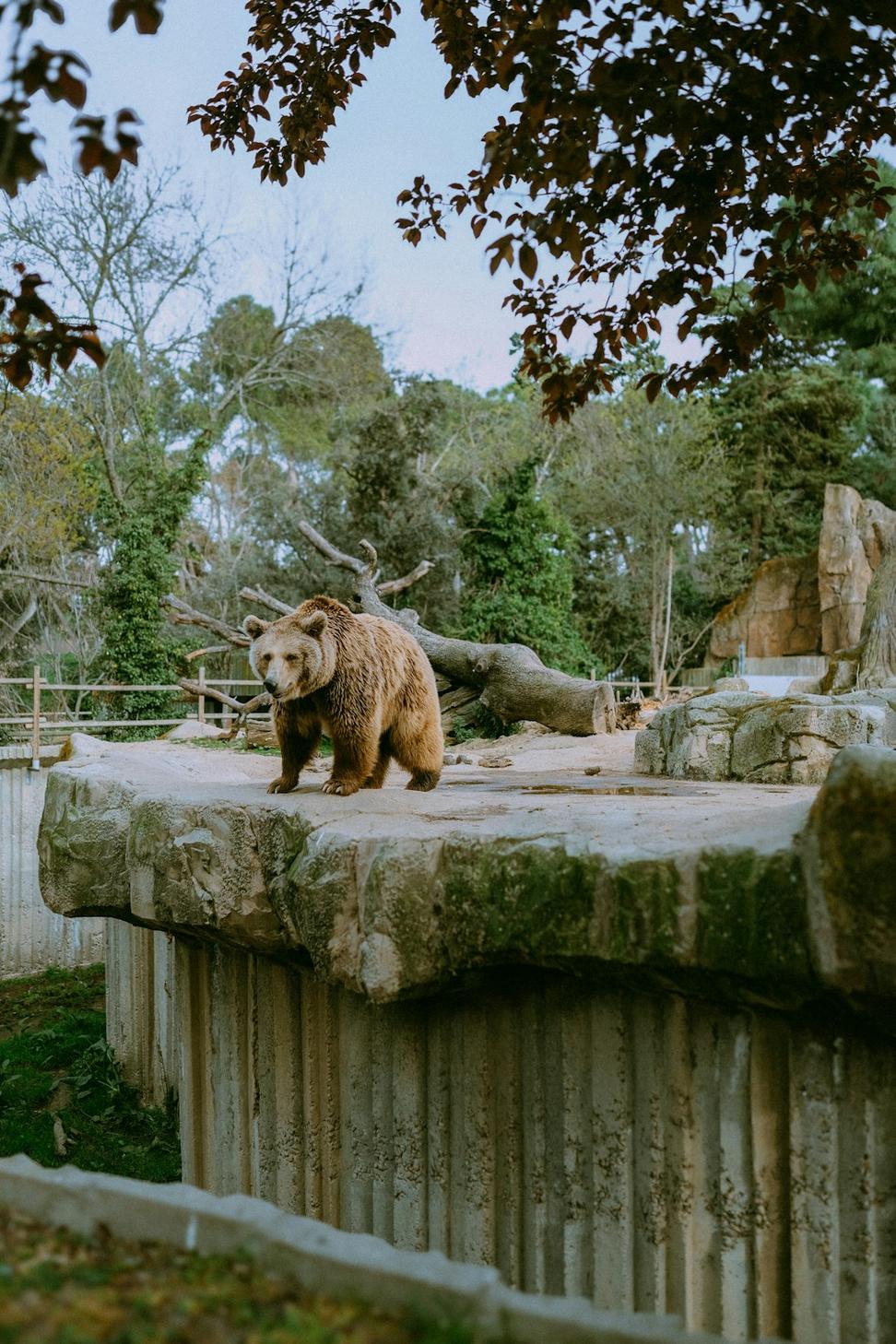 Wildlife